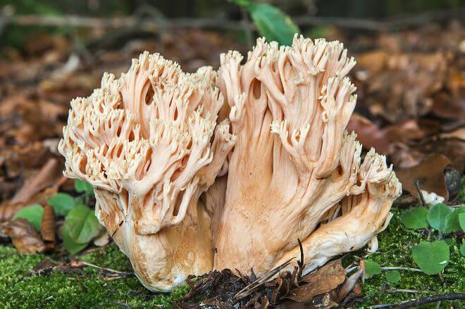 blijede capice (Ramaria pallida) - visoko i jako razgranato plodno tijelo, jako guste i naborane grančice žuto-ružičaste boje s ljubičastim vršcima, kratak panj oker-sive boje, blag