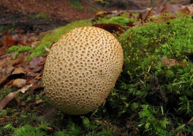 rani hrčak (Gyromitra esculenta) - klobuk nepravilno vijugave površine i smeđe boje, blijed ili ružičast, stisnut ili izbrazdan stručak, ugodan miris, eliptične i glatke