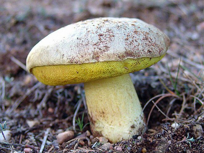 lijeponogi vrganj (Boletus calopus, kravlja balega) - debeo, mesnat i tvrd klobuk sive ili sivo-smeđe boje, gomoljast stručak crveno-žute boje s mrežastim