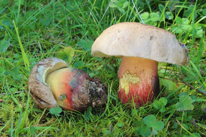 queletov vrganj (Boletus queletii, glatkonoška) - spljošten klobuk žutosmeđe, narančaste ili crvene boje, vretenasto zadebljan stručak crvene ili žute