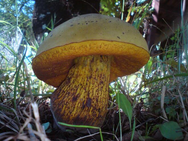 skerletni vrganj (Boletus purpureus) - konveksan, raširen i blijedo-ružičast klobuk, masivan, trbušast narančasto-crven stručak, jak miris po voću, eliptično vretenaste i glatke