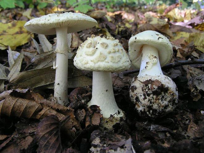 bijela pupavka (Amanita verna) - širok, polukuglast i otvoren klobuk, visok i vitak stručak bijele boje, neugodan miris, loptasto-jajolike bijele