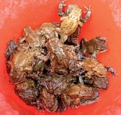 64 Spore krastače Od svih vrsta žaba koje u proljeće sele na mrješćenje, najviše stradavaju