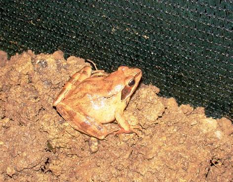 65 Mreža spašava šumsku smeđu žabu od automobilskih kotača Zabilježene crne točke u Međimurju Ovim pilot-projektom želi se potaknuti sustavno praćenje i zaštita populacija vodozemaca u Regionalnom
