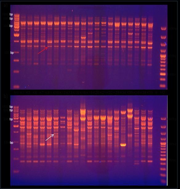 Slika 4. RAPD PCR profil dobijen korišćenjem OPC-14 (a) i OPB-07 (b) prajmera kod 20 genotipova plavog patlidžana.