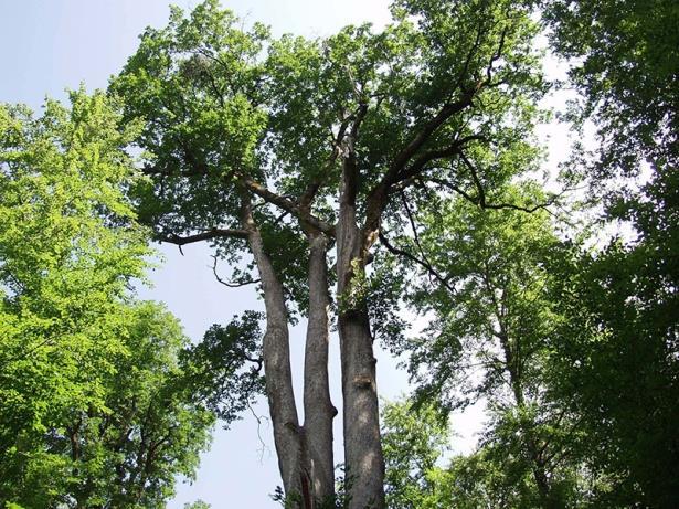 godina (gornja kreda), dok su prema mišljenju drugih nastali proje oko 16 milijuna godina (srednji miocen) Na samom lokalitetu izrađena je kraća poučna staza uz koju su postavljene poučne table.