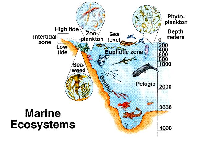 Pelagijal i Bental U morskim ekosistemima razlikujemo dva velika područja: slobodu vodu i morsko dno.