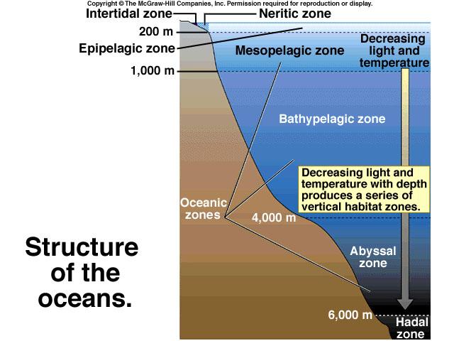 Litoralna zona Oceani se mogu podijeliti