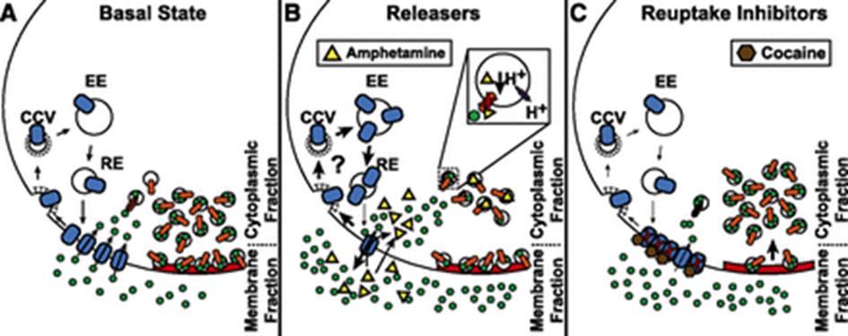 Increased levels of DA also affect dopamine receptors (DR) at the postsynaptic neuron, causing reduced integration into the membrane.