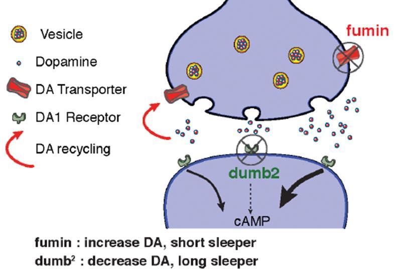 Overexpression of dvmat-a in flies induces spontaneous stereotypic grooming behavior and locomotion, effects that can be reversed by blocking dvmat-a activity or by administration of a dopamine