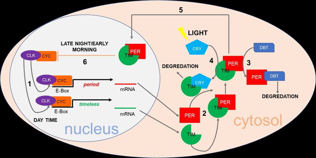 a) PER/TIM negative feedback loop During daytime, the protein heterodimer CLK-CYC acts as a transcription factor of the period (per) and timeless (tim) genes.