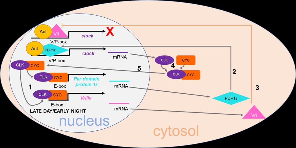 Figure 5. Scheme of the CLK negative feedback loop. 1) CLK-CYC binds to the E-box of Par domain protein 1ε (PDP1ε) and Vrille (Vri).