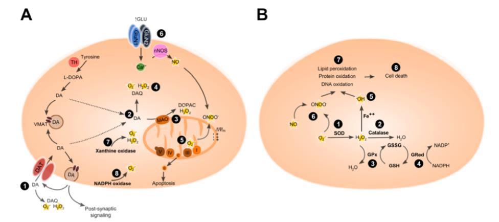 Figure 7. ROS formation induced by COC and METH. A) Central nervous system cell. 1) COC induced release of DA 2) METH increases intracellular DA.