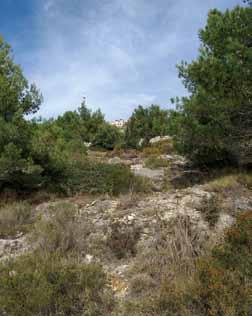 Penjući se s južne strane brda prema vrhu izmjenjuje se vegetacija čempresa Cupressus sempervirens u podnožju te alepskog bora Pinus alepensis na obroncima padina.