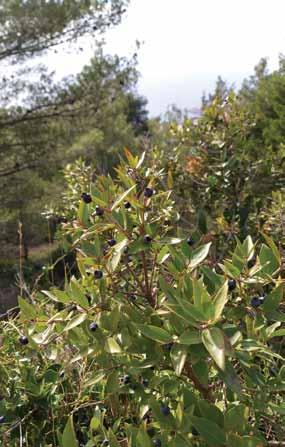 Prizemni sloj šume nije bogat vrstama. Najčešće su zlatna paprat Asplenium ceterach i tetivika Smilax aspera. Nametnik koji redovito pohodi ovu šumu je borov prelac.