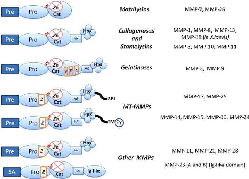 Slika 2. Strukturne domene izlučenih i vezanih matriks metaloproteinaza.
