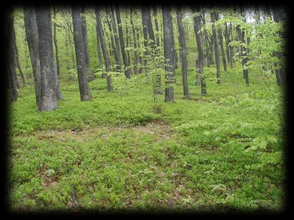 Шуме су у општини Лебане највише распрострањене у планинском делу. Највише су заступљене листопадне шуме, где доминирају храст, цер, граб, леска и липа. Храст успева на висини до 700 m.
