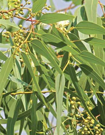 Rashlađujući gel za masažu pruža vam: trenutačni osjećaj hlađenja dragocjeno eterično ulje eukaliptusa pomoći će vam da se osjećate svježije može se primijeniti