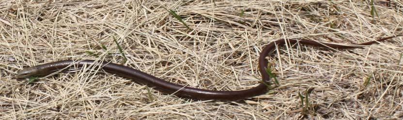 1.3. Blavor (Pseudopus apodus) Blavor (Pseudopus apodus) je najveći predstavnik porodice Anguidae i može narasti preko 140cm (Arnold, 2002).