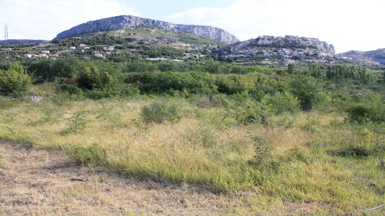 ), grmoliki grašara (Coronilla emeroides L.), pavitinu (Clematis vitalba L.) i tetiviku (Smilax aspera L.) (Slika 8.). Osim suhozida i vegetacije, blavori na ovom staništu kao zaklon koriste i ljudski otpad poput sjedala od auta.