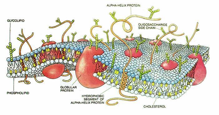 Biomembrane struktura i funkcija Funkcije biomembrane Kemijski sastav i plan građe membrana