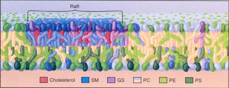 Lipidne splavi su male (10-200nm), heterogene, visoko dinamične domene, obogaćene sterolima i sfingolipidima Nakon 30-tak godina bez novih vijesti Služe za odvajanje membranskih procesa 10 1