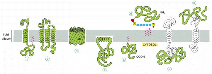 Vrste membranskih proteina kovalentno vezana masna kis. oligosaharidni lanac α-zavojnica lipidni lanac α-zavojnice β-bačvasta struktura Figure 10-17.