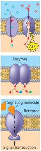 Uloge membranskih proteina Pasivni ili aktivni prijenos molekula: hidrofilni kanali koji propuštaju određene molekule, neki hidroliziraju ATP kao izvor energije za aktivni prijenos tvari Npr.