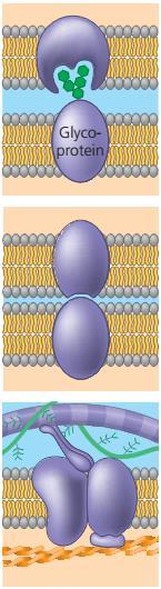 Uloge membranskih proteina Prepoznavanje stanica: neki glikoproteini služe kao identifikacijski dodatak koji specifično prepoznaju drugu stanicu Npr.