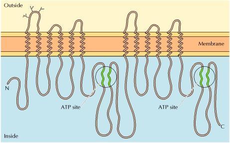 ABC transporteri, superobitelj proteinskih