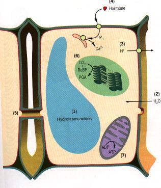 4 Uloga membrana granica života 6 3 1. Kompartimentizacija ili odjeljivanje 2. Selektivno-propusna pregrada 5 1 2 3.