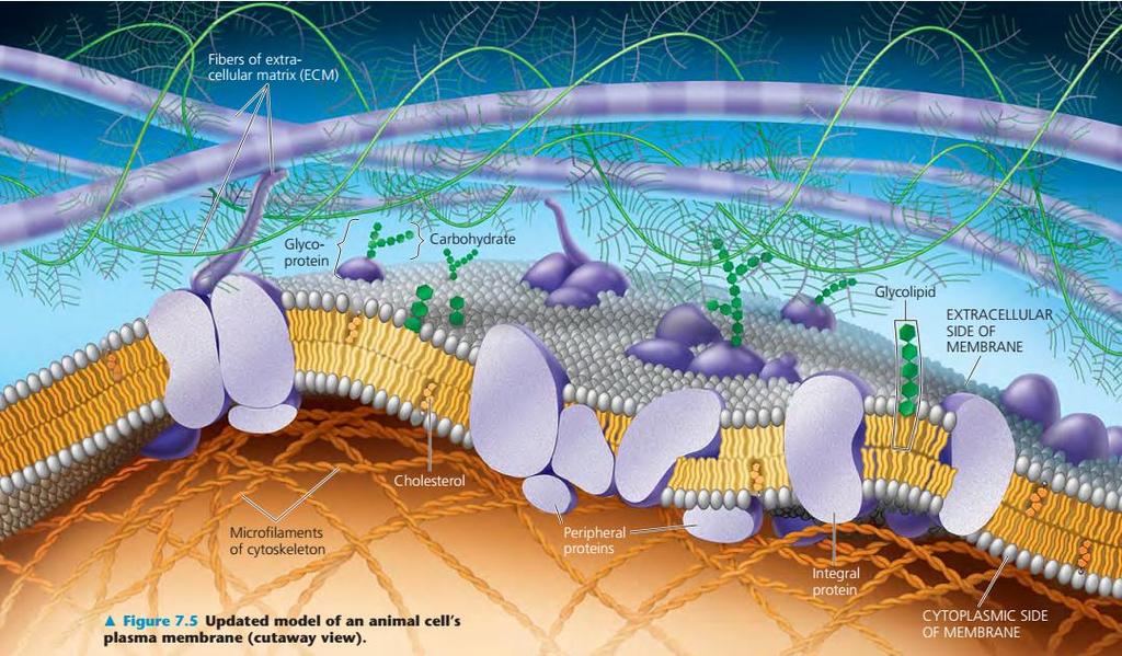 Stanična membrana je kompleksni
