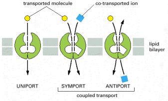glukoza glukoza-na+ ADP/ATP zamjena u mitohondriju Figure 11-9. Tri tipa transporta putem membranskih prenositelja.