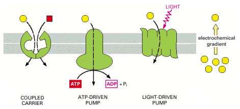 Tri načina aktivnog transporta A - združeni prenositelji (NaCl-saharoza) B - crpka energija ATP-a ( Na+ K+) C - crpka energija svjetlosti (bakteriorodopsin) A B C Figure 11-8.
