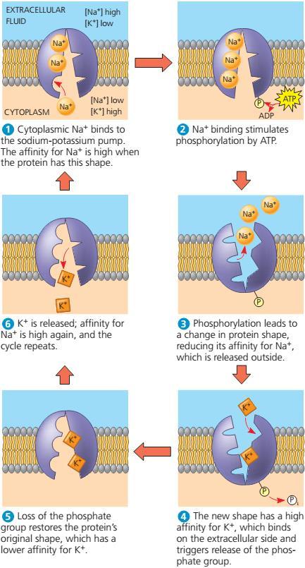 Primjer aktivnog transporta: Na+ K+ pumpa na membrani svake stanice Izmjenjuju se 3 iona Na+ za 2 iona K+