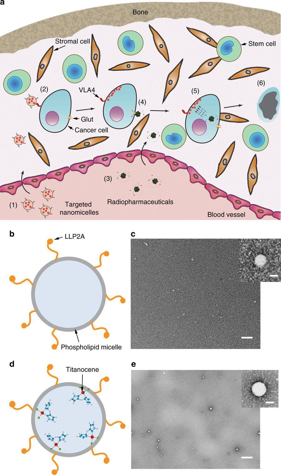 Primjer korištenja lipidnih micela Orthogonal cancer targeting strategy using nanomicelles.