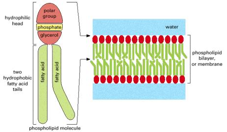 Struktura i orijentacija fosfolipida u membrani Lipidni dvosloj 8 nm Figure 2-22. Struktura i orijentacija fosfolipida u membrani.
