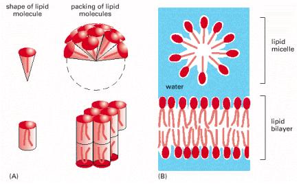 Lipidne molekule imaju mogućnost samoorganizacije u vodenoj sredini