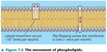 Lipidi imaju mogućnosti kretanja kroz