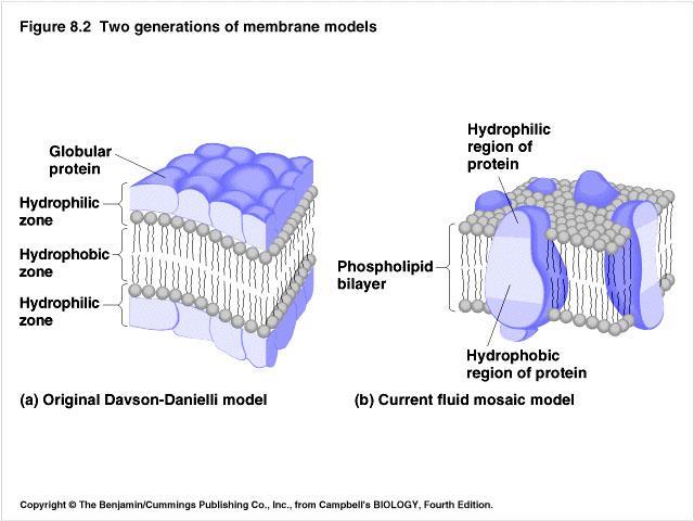 Kako su proteini uključeni u membranu?