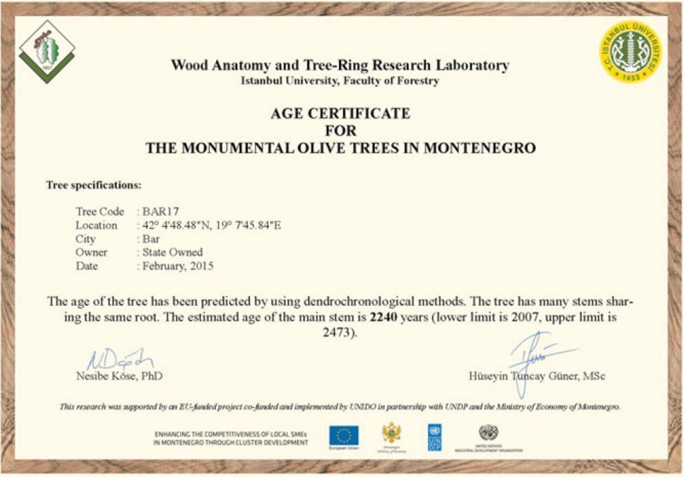 Eksperti iz Istanbul University Wood Anatomy and Tree Ring Research Laboratory su na kraju istraživanja izradili konačan Izvještaj utvrđivanja starosti 50 stabala maslina sa područja Bara i Ulcinja.