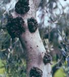 Uzročnik je više fitopatogenih gljivica od kojih je najznačajnija capnodium spp. Napada lišće ali i druge dijelove biljke.