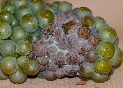 Симптоми. До инфекције у винограду долази знатно пре испољавања симптома, па тако на почетку вегетације могу могу бити заражени млади изданци и пупољци који потамне и осуше се.