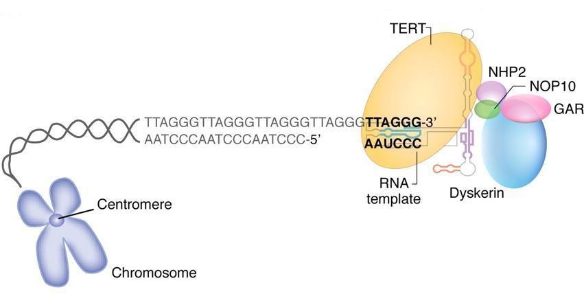 vezivanje TERT-a, i vezivanje tetramernog proteinskog kompleksa koji stabilizuje RNK u nukleusu (Slika 4) (Schmidt i Cech 2015).