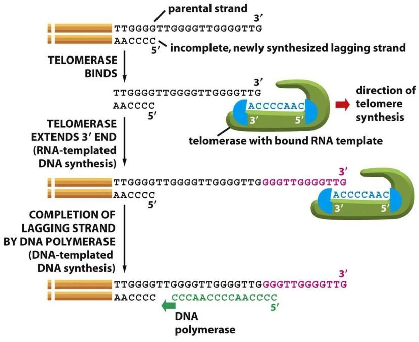 Slika 5. Transport telomeraze u ćeliji (preuzeto: Schmidt i Cech, 2015) Slika 6. Funkcija telomeraze u sintezi telomera (preuzeto: Alberts i sar.