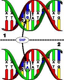 Slika 8. Polimorfizmi nukleotidne sekvence (preuzeto: www.dnabaser.