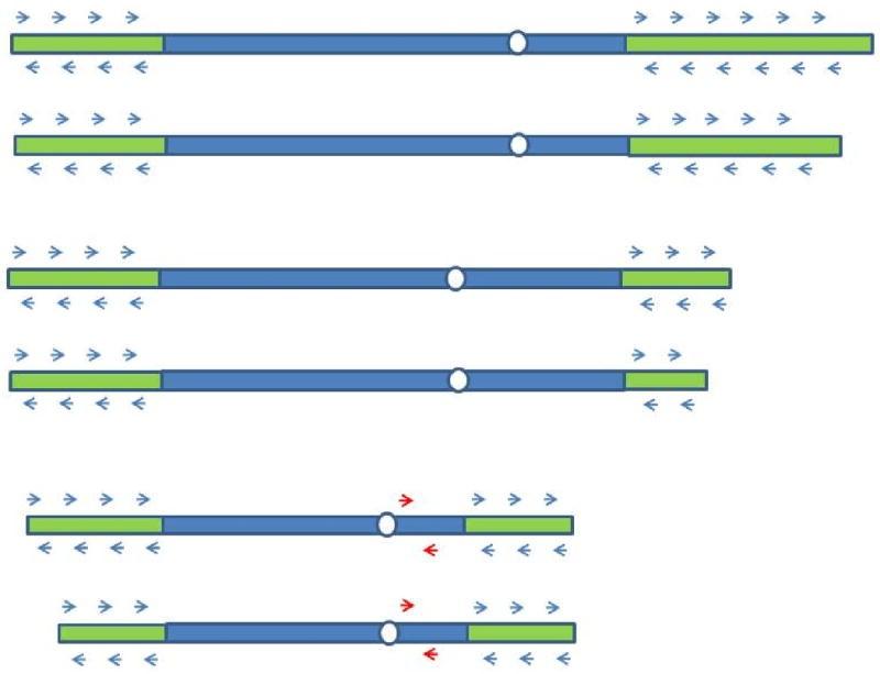 3.7.2. Određivanje relativne dužine telomera Real time PCR metoda korišćena je za određivanje relativne dužine telomera (Manneras-Holm i sar.