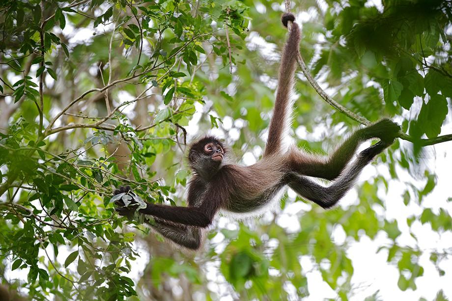 Slika 1. Majmun pauk (Ateles sp.) (seancrane.