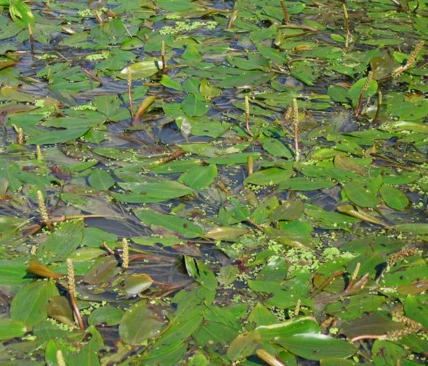 Sastojine su razvijene u dubljoj vodi gde najčešće, duž kanala, obrazuju manje ili veće oaze između sastojina drugih akvatičnih fitocenoza (ass. Lemno-Spirodeletum, ass.