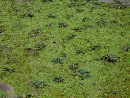 192 5.2.18. Asocijacija Trapetum natantis Müller et Görs 1960 Zajednica vodenog oraška Trapetum natantis pripada flotantnom tipu ukorenjene akvatične vegatacije.